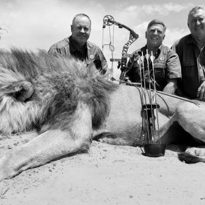 Lion Bowhunting Kalahari South Africa