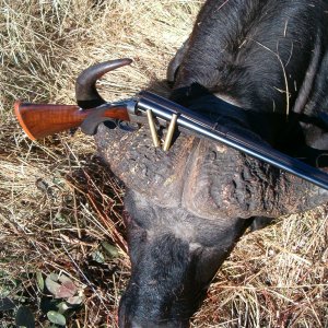 Buffalo Hunt Zimbabwe