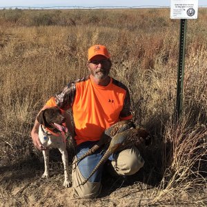 Pheasant Hunting