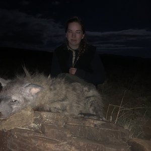 Hyena Hunting Karoo South Africa