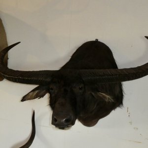 Water Buffalo Shoulder Mount Taxidermy