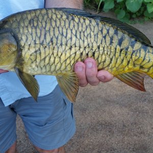 Carp Fishing Oklahoma