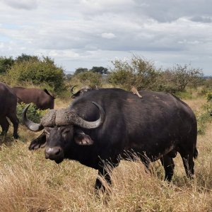 Buffalo Limpopo South Africa