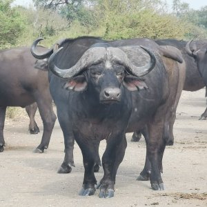 Buffalo Limpopo South Africa