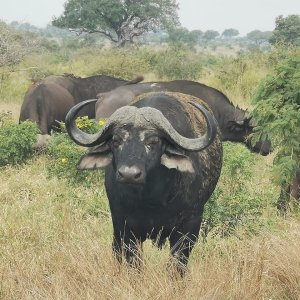 Buffalo Limpopo South Africa