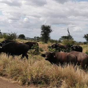 Buffalo Limpopo South Africa