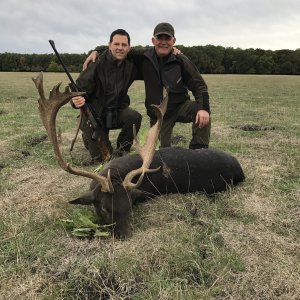 Fallow Deer Hunt Romania