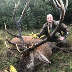 Red Stag Hunting Romania