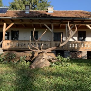 Red Stag Hunting Romania