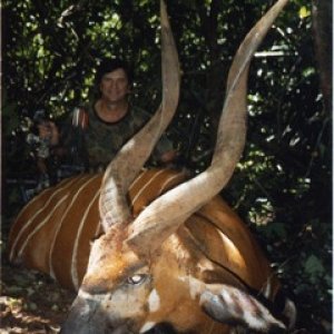 Bongo Bow Hunting Central African Republic