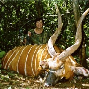 Bongo Bow Hunting Central African Republic