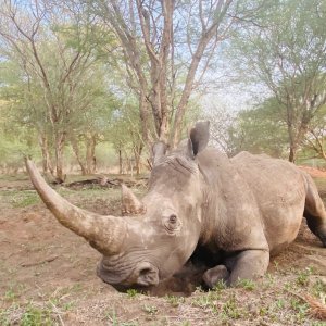 White Rhino Southg Africa