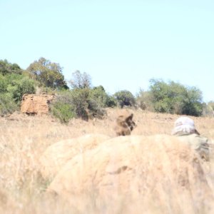 Stalking White Rhino South Africa