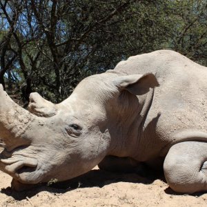 White Rhino Hunting South Africa