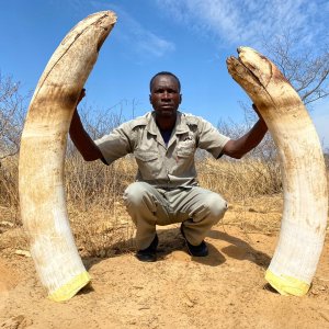 Elephant Tusks Namibia