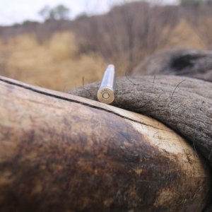 Elephant Hunt Namibia