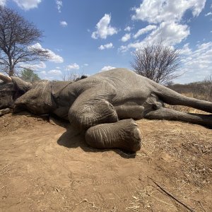 Elephant Hunt Namibia