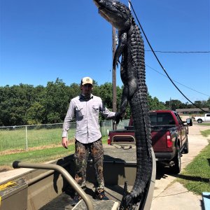 11 Foot Alligator Hunt