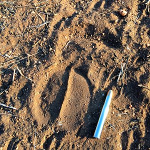 Buffalo Track South Africa