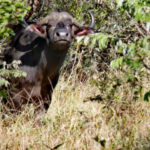 Buffalo South Africa