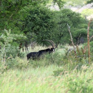 Sable South Africa