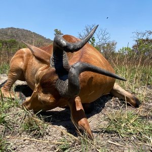 Lichtenstein Hartebeest Hunt Tanzania