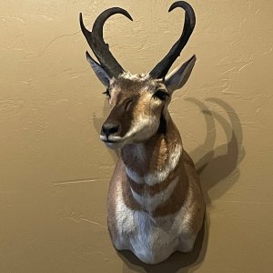 Pronghorn Shoulder Mount Taxidermy