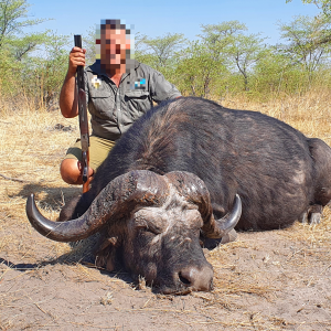 Buffalo Hunting Namibia