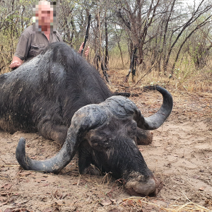 Buffalo Hunting Namibia