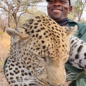 Leopard Hunting Namibia