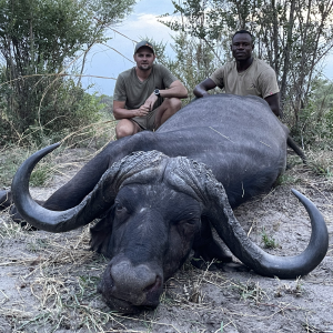 Buffalo Hunting Namibia