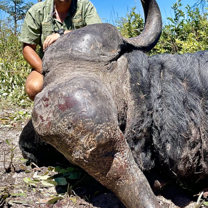 Buffalo Hunting Namibia