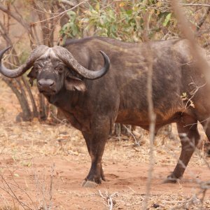 Buffalo Makuya Game Park Greater Kruger South Africa