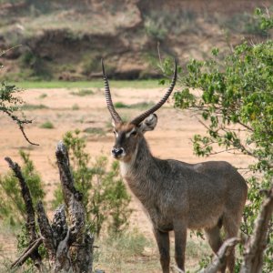 Waterbuck Makuya Game Park Greater Kruger South Africa