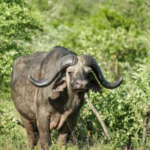 Buffalo Makuya Game Park Greater Kruger South Africa