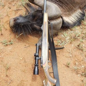 Black Wildebeest Hunt