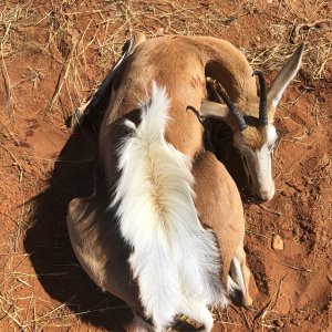 Springbok Hunting Bushmanland Namibia