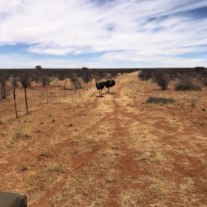 Ostrich Bushmanland Namibia