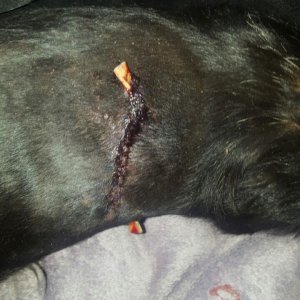 Dog Wounded By Baboon