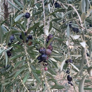 Olives Tree Spain