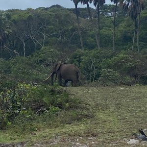Giant Elephant Gabon