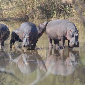 Hippo Eastern Cape South Africa