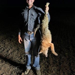 Coyote Hunt Texas