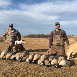 Canadian Geese Hunting