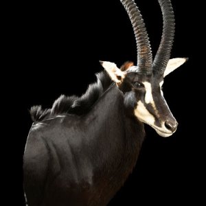 Sable Shoulder Mount Taxidermy