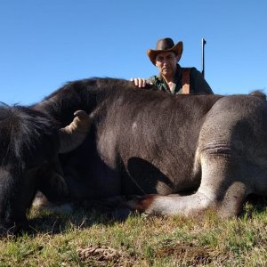 Asian Buffalo Hunt Argentina