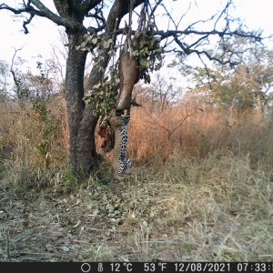 Leopard Trail Camera Tanzania