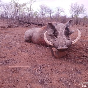 Warthog Hunting Zimbabwe