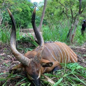 36 Inch Bongo Hunt Central African Republic