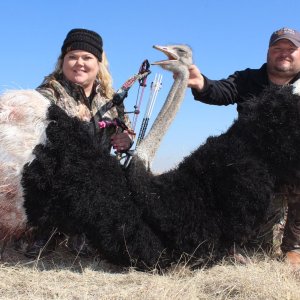 Bow Hunting Ostrich South Africa